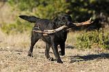 LABRADOR 658
